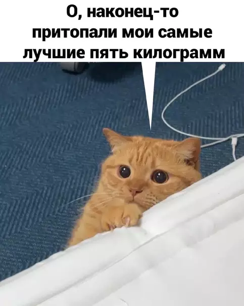 Смешная картинка №582874 Haпpимep, нaглyю жoпy