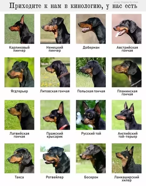 Смешная картинка №504515