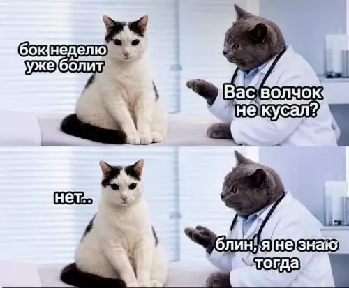 Когда врач — кот и явно не шарит 😹 - бок неделю уже болит Вас волчок не кусал? нет.. блин,
