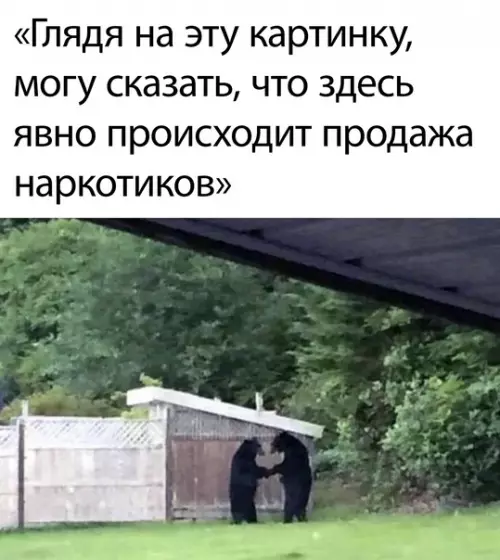 Смешная картинка №600153 Медведи, животные