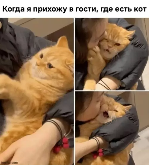 Когда ты нашел кота