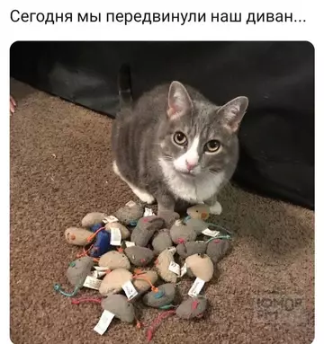 Смешная картинка №764168 Клад коты