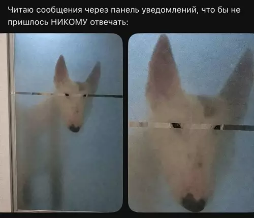 Мастер скрытности уровня Бог 😂🕵️ - Читаю сообщения через панель уведомлений, что бы не пришлось НИКОМУ