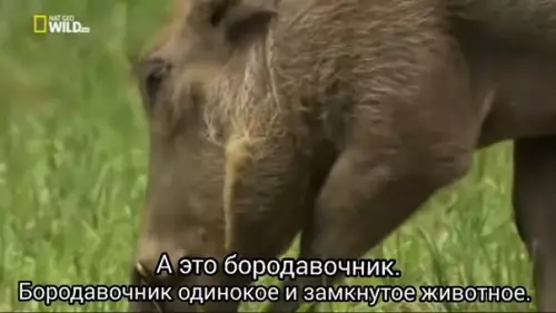 Смешная картинка №393407 Я нашёл себя в мире животных