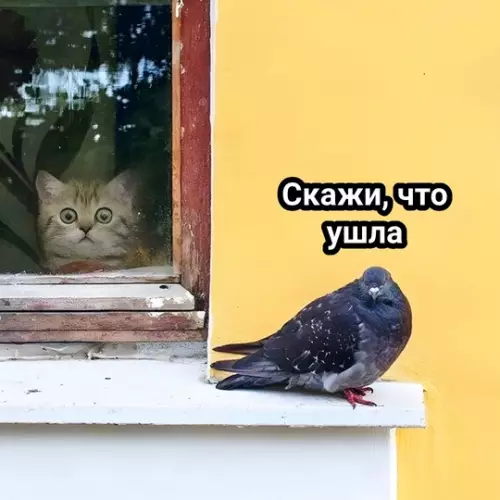 продолжение Смешная картинка №742195