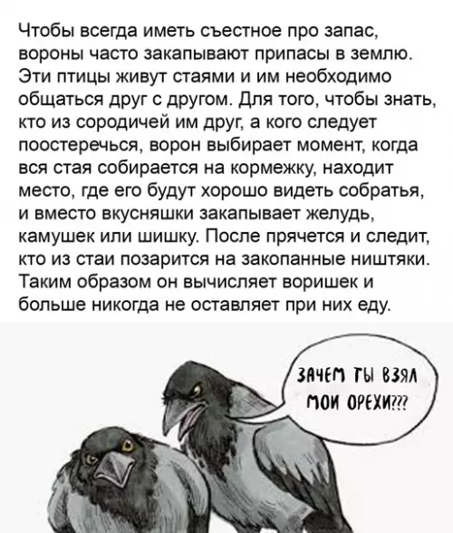 Смешная картинка №551466 Пpo yмныx вopoн