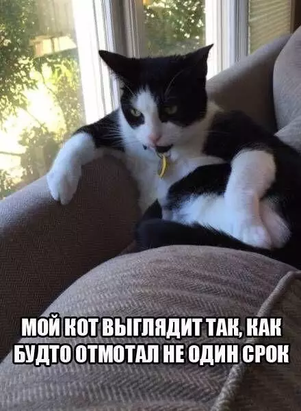 Смешная картинка №304840 коты