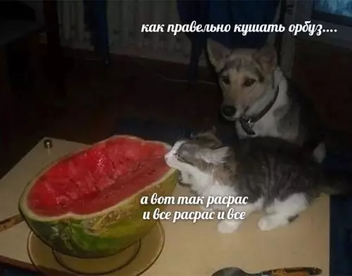 Смешная картинка №774075