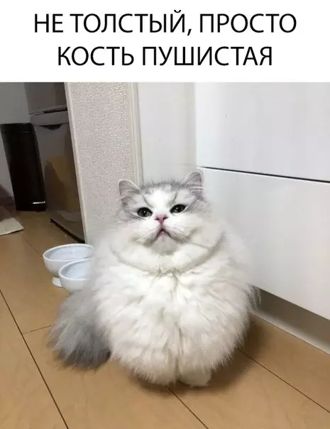 Смешная картинка №318074 коты