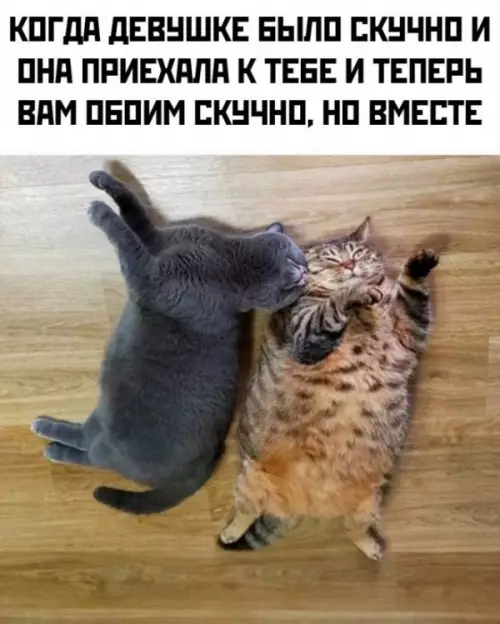 Смешная картинка №735475