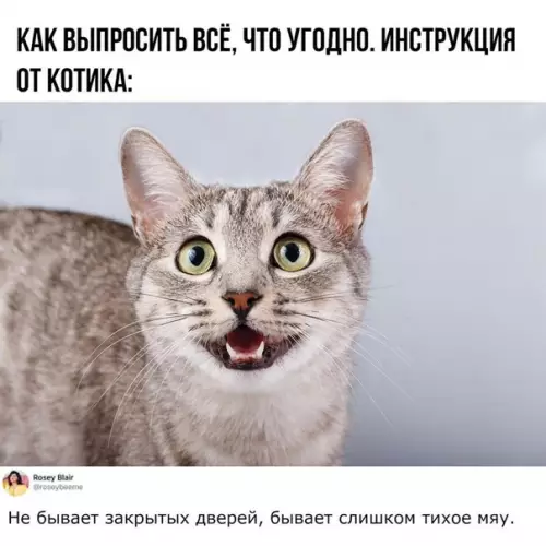 Смешная картинка №463351 Мой кот научил меня выпрашивать все что хочу