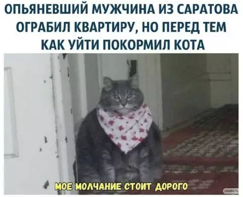 Смешная картинка №664753 Коты