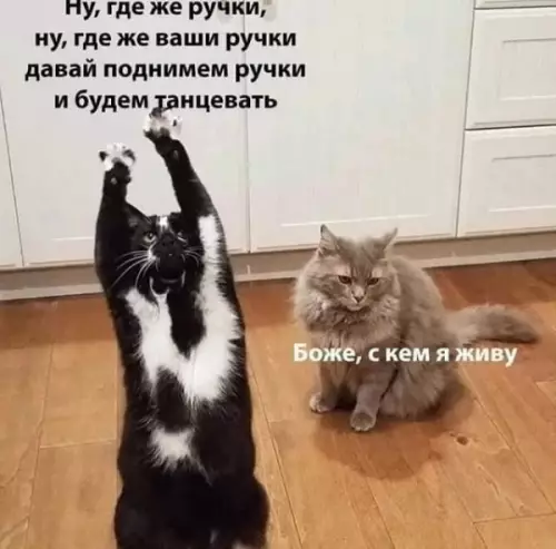 Смешная картинка №646260