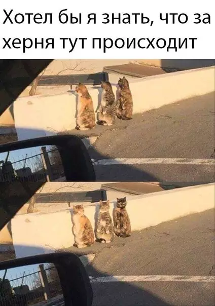 Смешная картинка №177263 Кошки