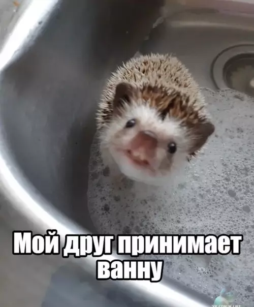 Смешная картинка №399428