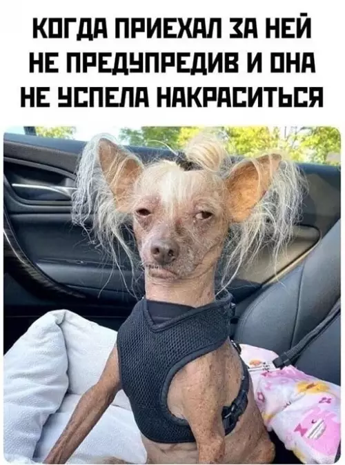 Смешная картинка №646947