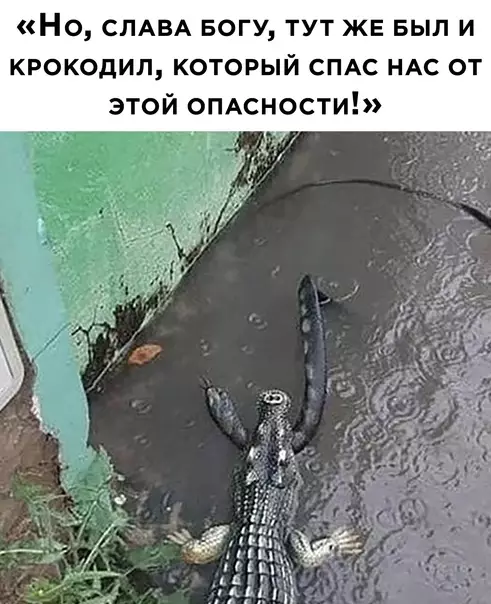 продолжение Смешная картинка №592488 австралия