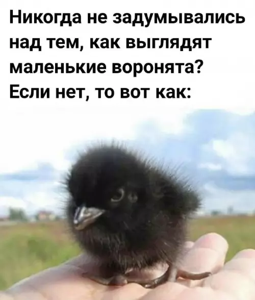 Смешная картинка №709770