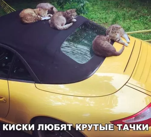 Смешная картинка №174902 киски, кошки, машина, тачки