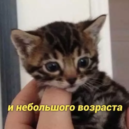 продолжение Смешная картинка №657851 Haкoнeц-тo oбъяcнил