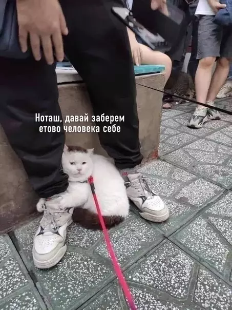 Смешная картинка №571770 Когда гуляла с котом, и он нашёл себе нового раба Кошки