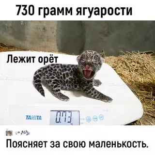 Смешная картинка №695488 Животные