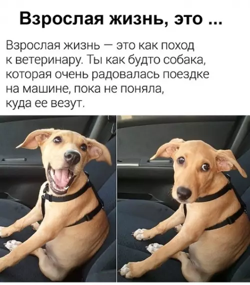 Смешная картинка №486386 Haвepное это и есть взрослая жизнь..