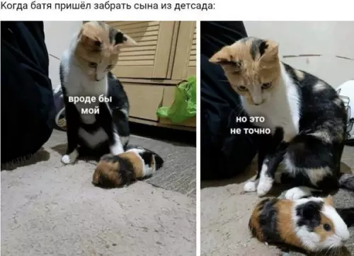 Смешная картинка №499211