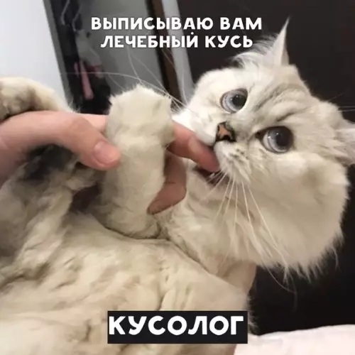 Смешная картинка №390566 Я не здоров, мне нужно в котоклинику