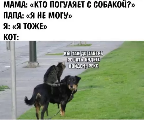 Когда все дома, а гулять некому 😂🐕🐈 - МАМА: КТО ПОГУЛЯЕТ С СОБАКОЙ? ПАПА: Я НЕ МОГУ Я: