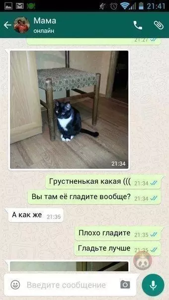 Смешная картинка №568187 Когда оставили кошку под присмотром родителей: