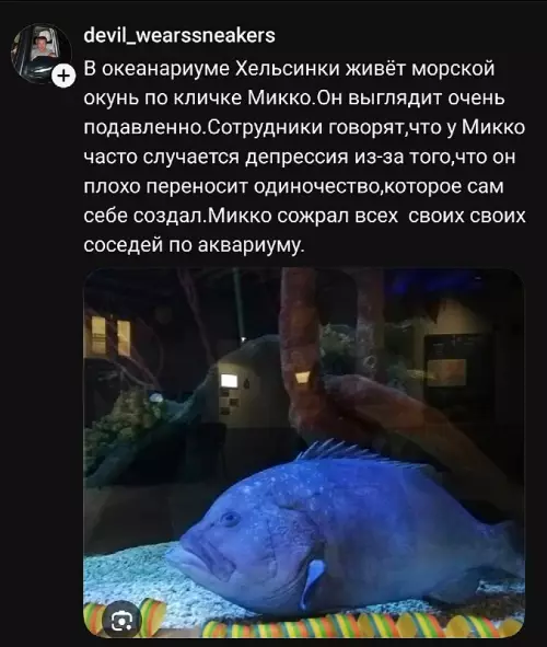 Одинокий волк в мире рыб 🐟💀 - В океанариуме Хельсинки живёт морской окунь по кличке Микко. Он