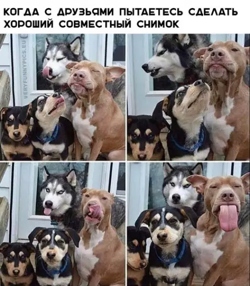Смешная картинка №347631