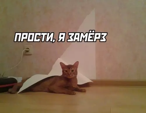 Смешная картинка №710125 коты