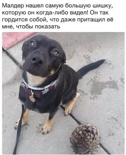 Смешная картинка №278060 Собаки