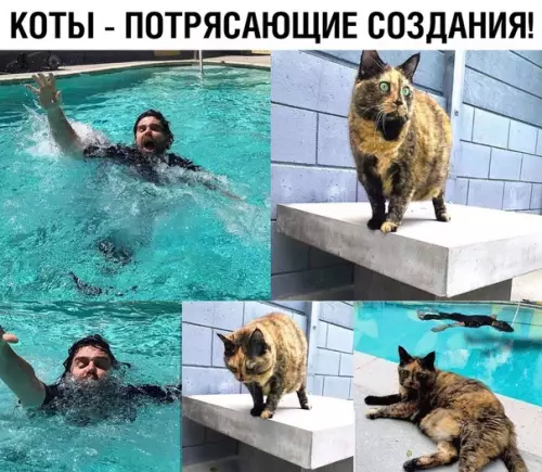 Смешная картинка №366987 коты, кошки