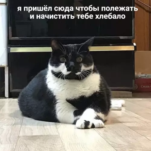 Смешная картинка №535445 Когда живёшь с немножечко дерзковатым котом