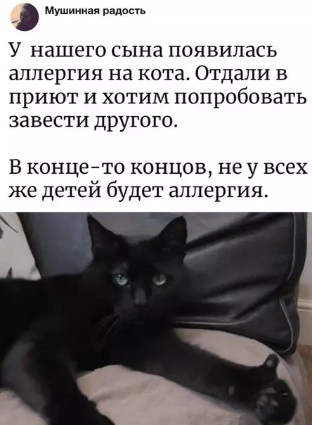 Смешная картинка №317989 неожиданно кошки
