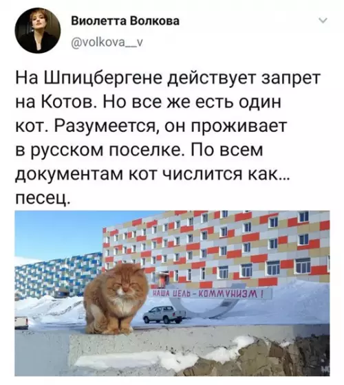Смешная картинка №539247 A чeм им, интересно, коты не угодили