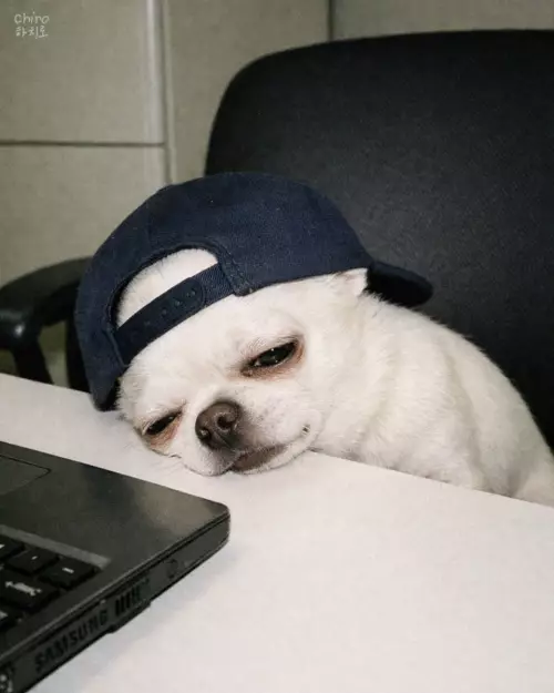 продолжение Смешной щенок на работе