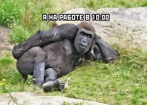 Смешная картинка №627626 Работа не волк, в лес не убежит Работа