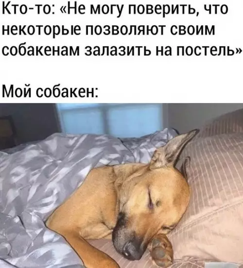 Смешная картинка №488434 собаки