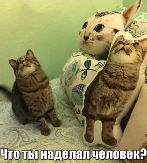 Смешная картинка №187795 коты