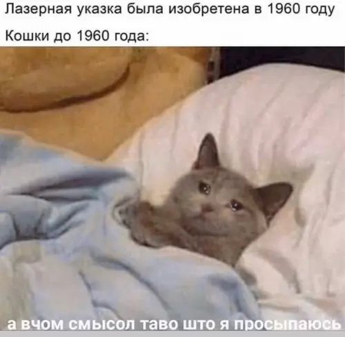 Смешная картинка №461164 И как они жили до этого, бедные кошки