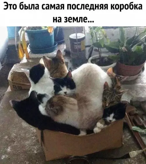 Смешная картинка №660803 коты и коробки коты