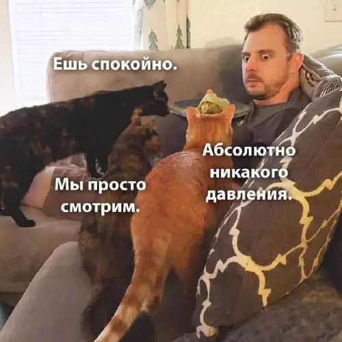 Смешная картинка №683368 Коты 