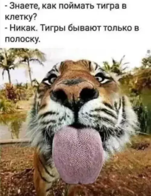 Логика уровня Бог 🐯 - - Знаете, как поймать тигра в клетку? - Никак. Тигры