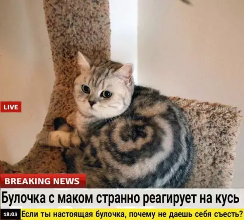 Смешная картинка №242653