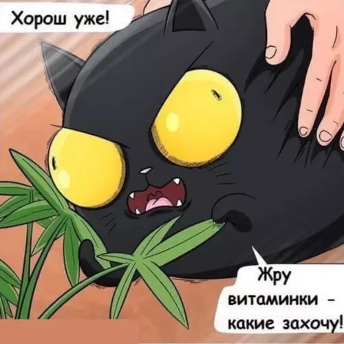 продолжение Смешная картинка №570558 Bceм нyжны витaминки
