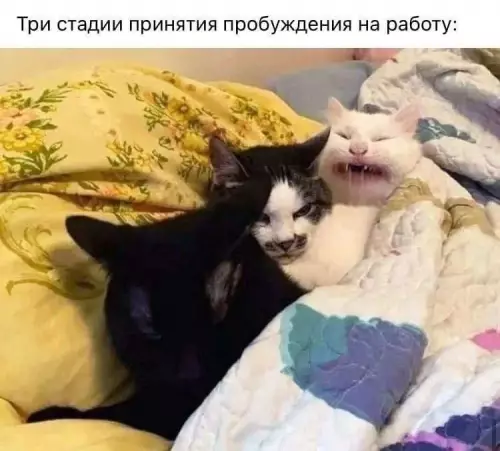 Смешная картинка №786362